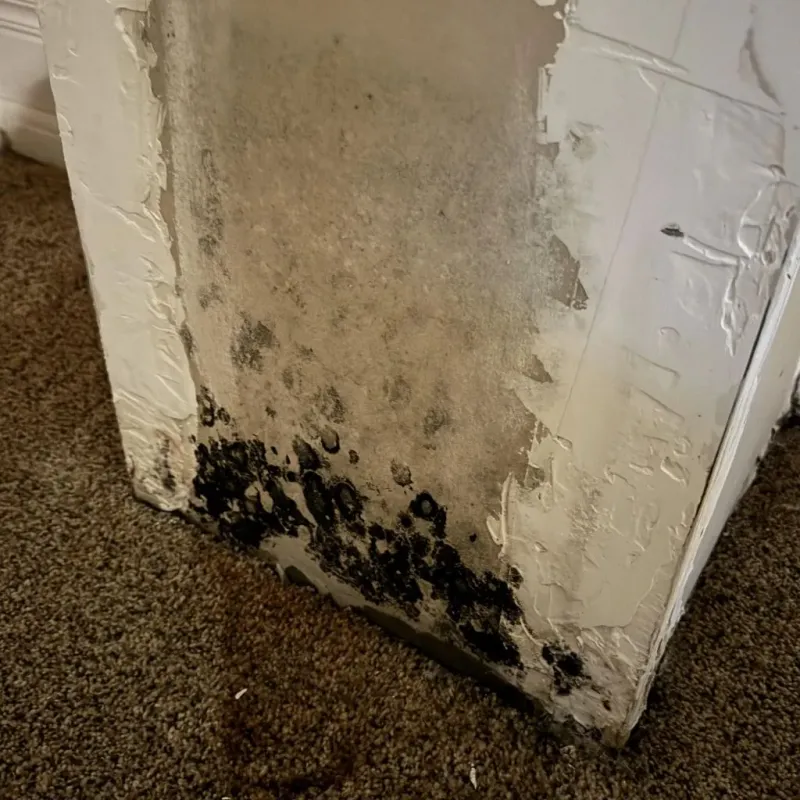 Professional Mold Removal in Van Buren, MO